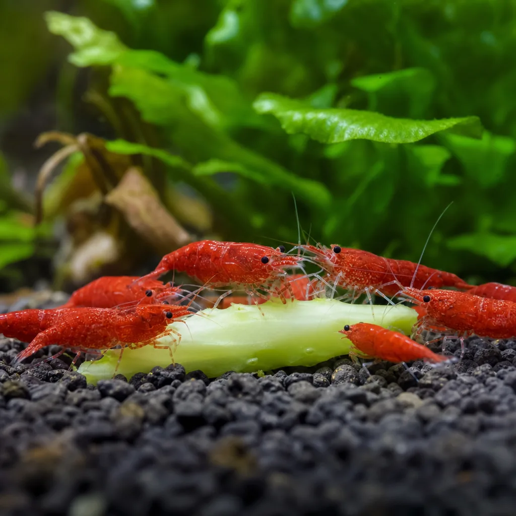 Cherry shrimp grazing on a feeding surface