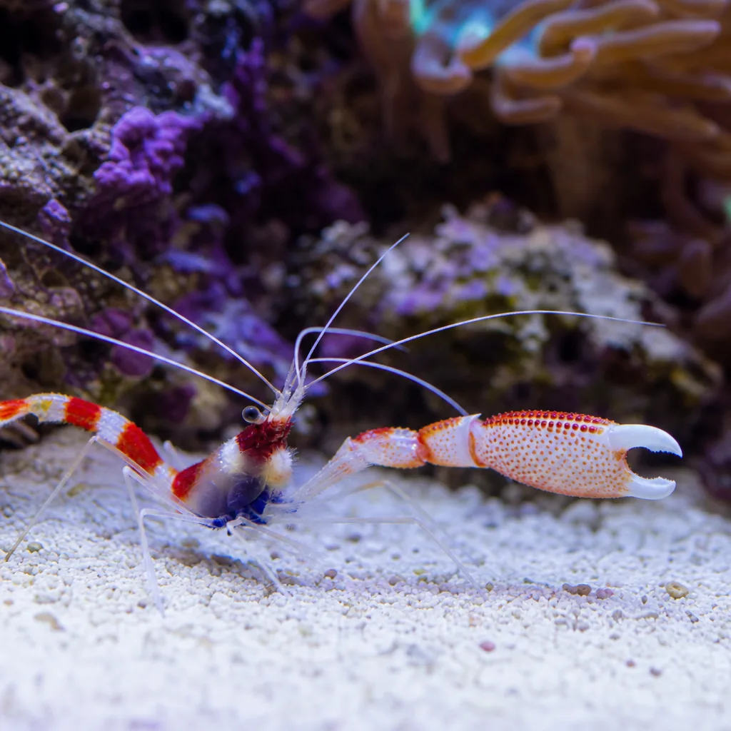 Colorful pistol shrimp with large snapping claw on reef sand