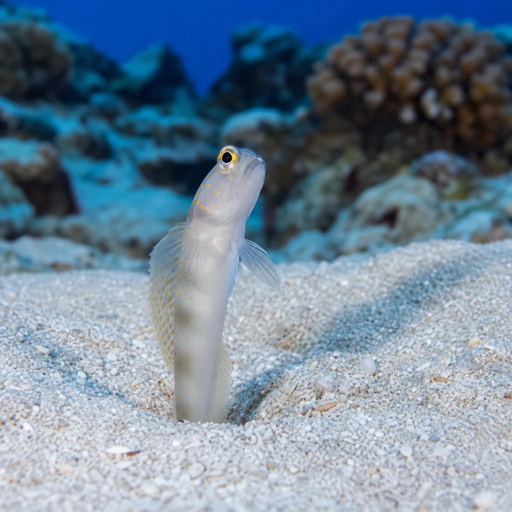 Goby standing guard at burrow entrance in white reef sand