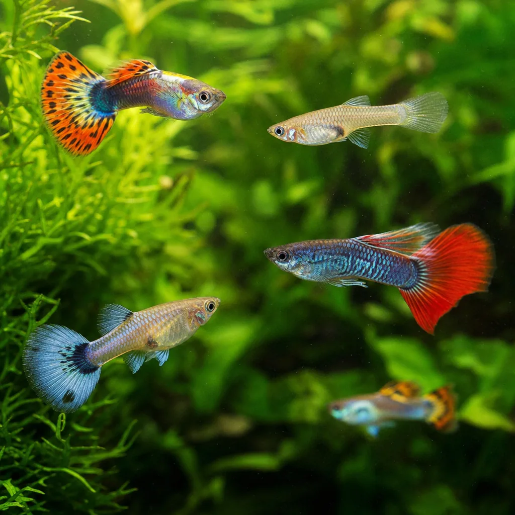 Healthy guppy selection swimming near aquarium plants