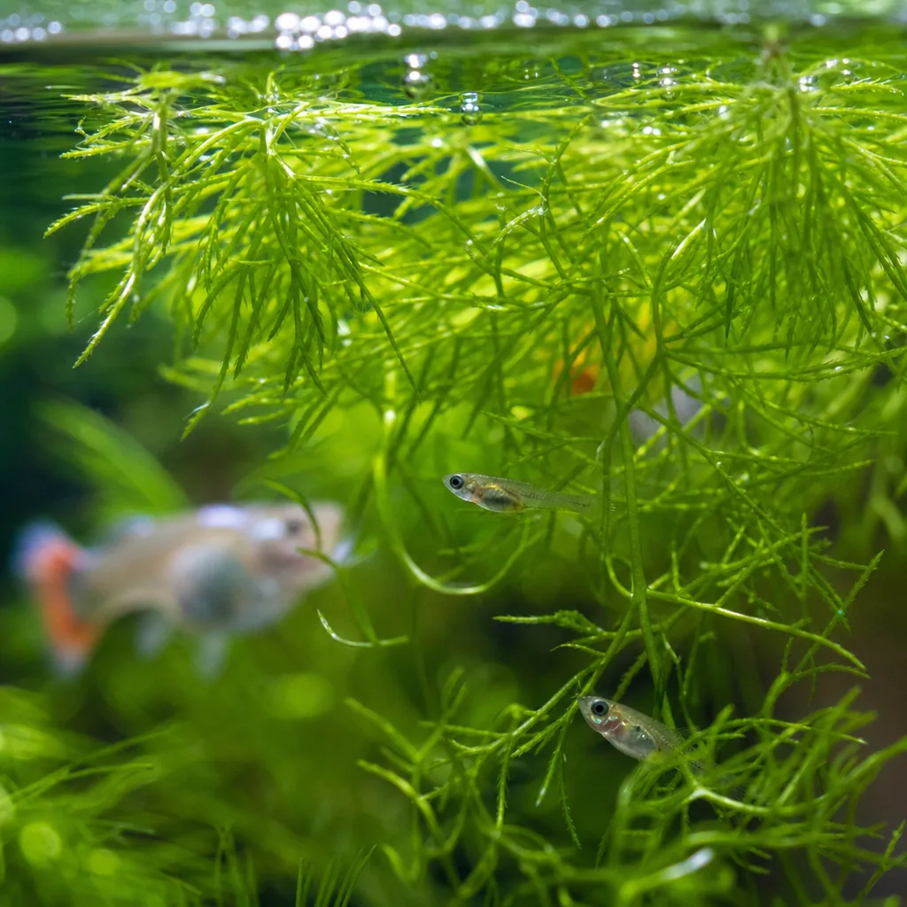 Tiny guppy fry hiding among dense aquarium plants