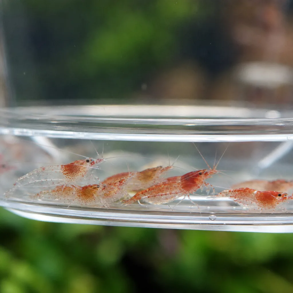 Freshwater shrimp resting on substrate in acclimation cup