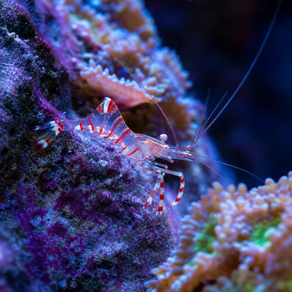Peppermint shrimp on reef rock hunting pests