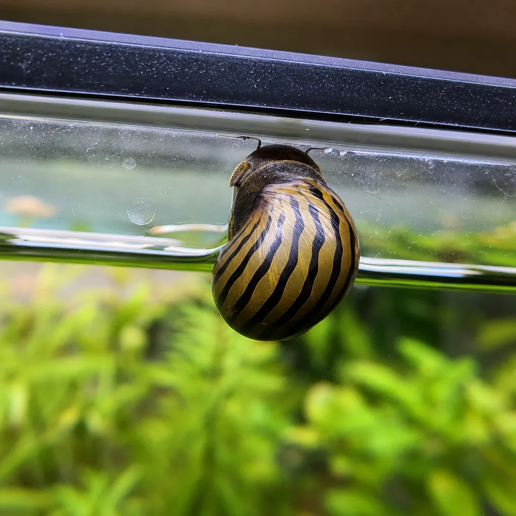 Nerite snail climbing near the aquarium waterline rim