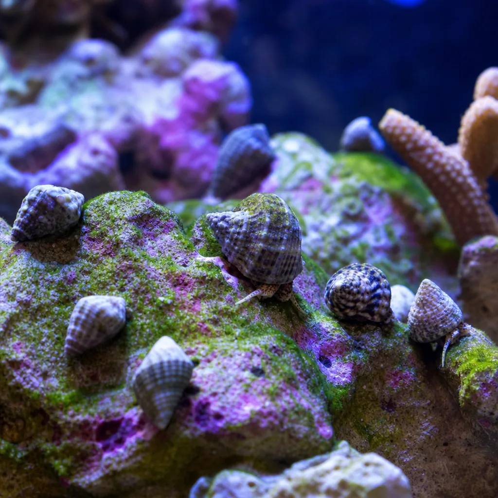 Marine snails grazing algae across colorful live rock