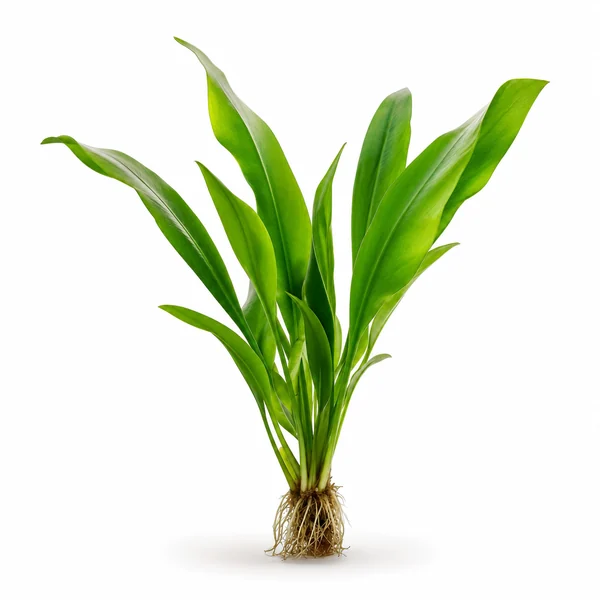 Plants