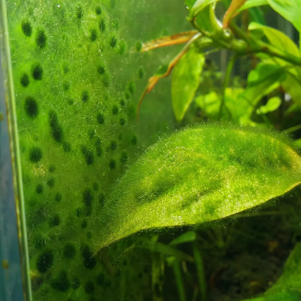 Green algae coating the glass of an aquarium