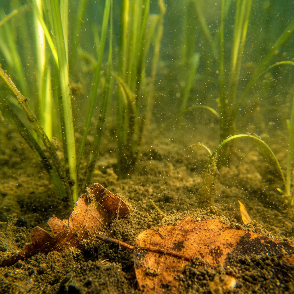 Organic debris settling at the bottom of a pond