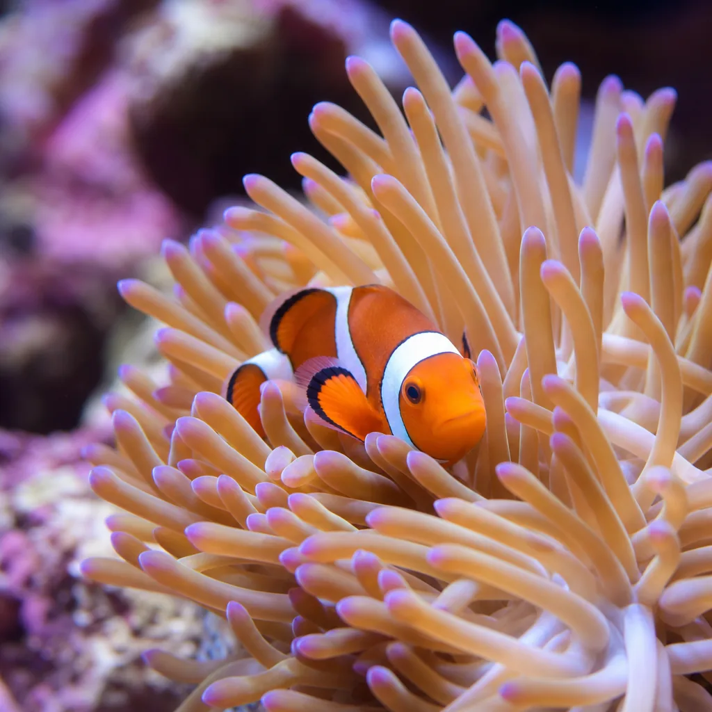 Clownfish nestled within a host anemone