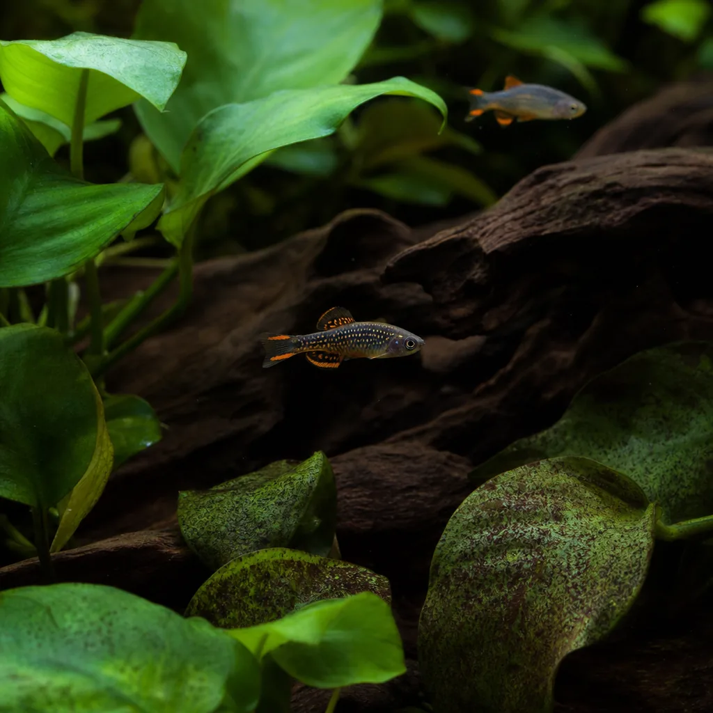 Shaded planted tank with fish among green leaves