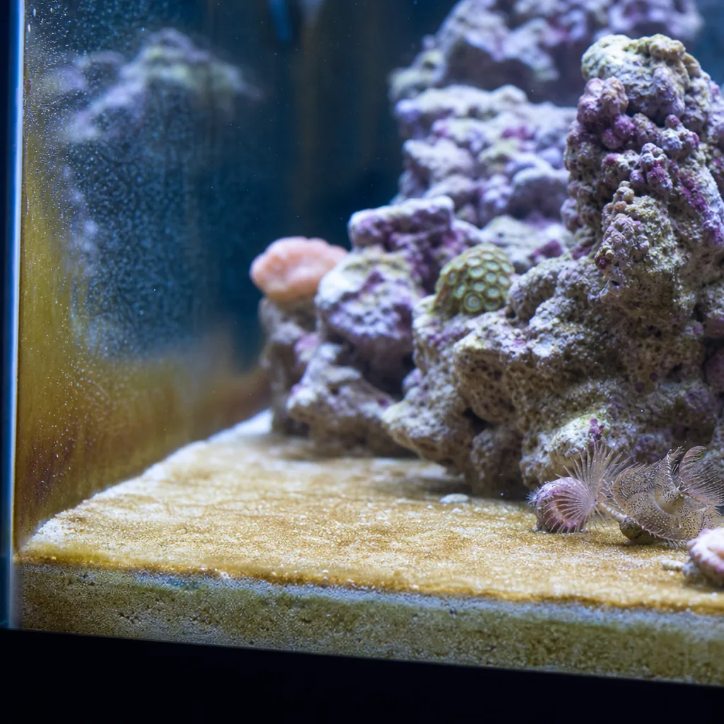Brown diatom algae coating new saltwater tank glass