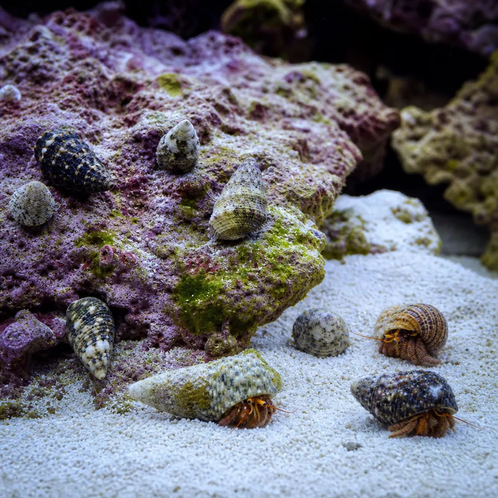 Cleanup crew snails and crabs grazing live rock
