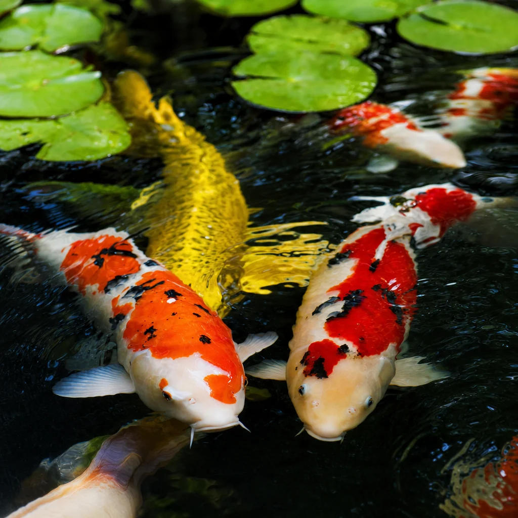 Colorful koi fish in a clean backyard garden pond