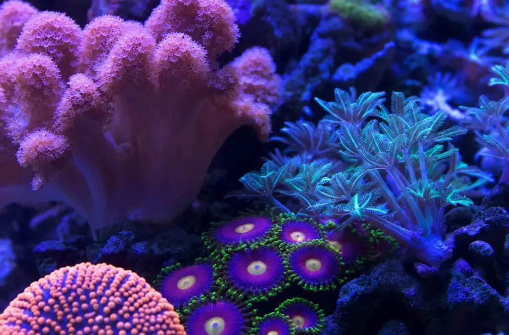 Best Beginner Corals for a New Reef Tank