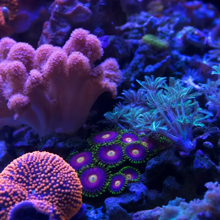 Best Beginner Corals for a New Reef Tank
