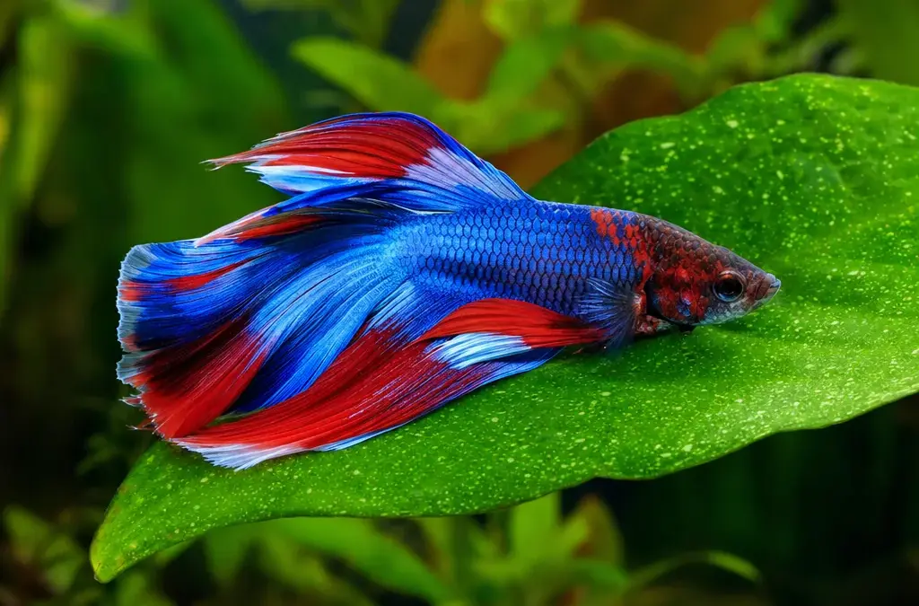 Best Aquarium Plants for Betta Tanks