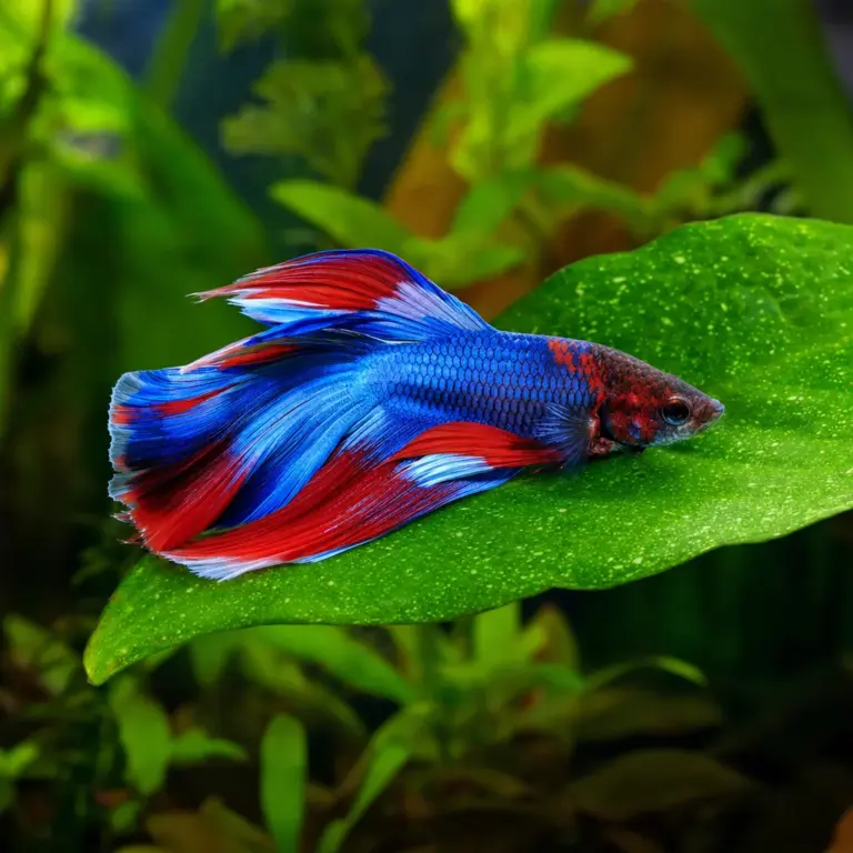 Best Aquarium Plants for Betta Tanks