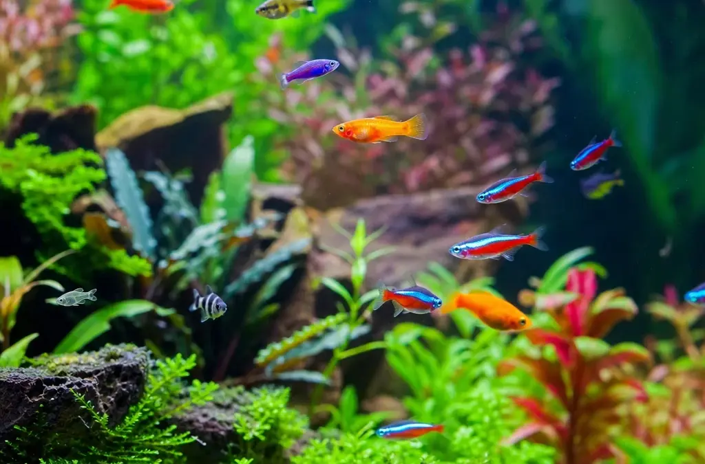 10 Best Beginner Fish for Your First Aquarium