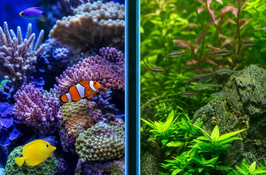 Saltwater vs Freshwater Aquariums: Which Should You Choose?