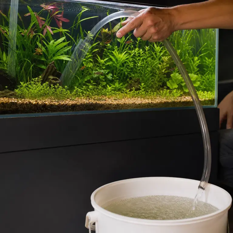 How Often Should You Change Aquarium Water?