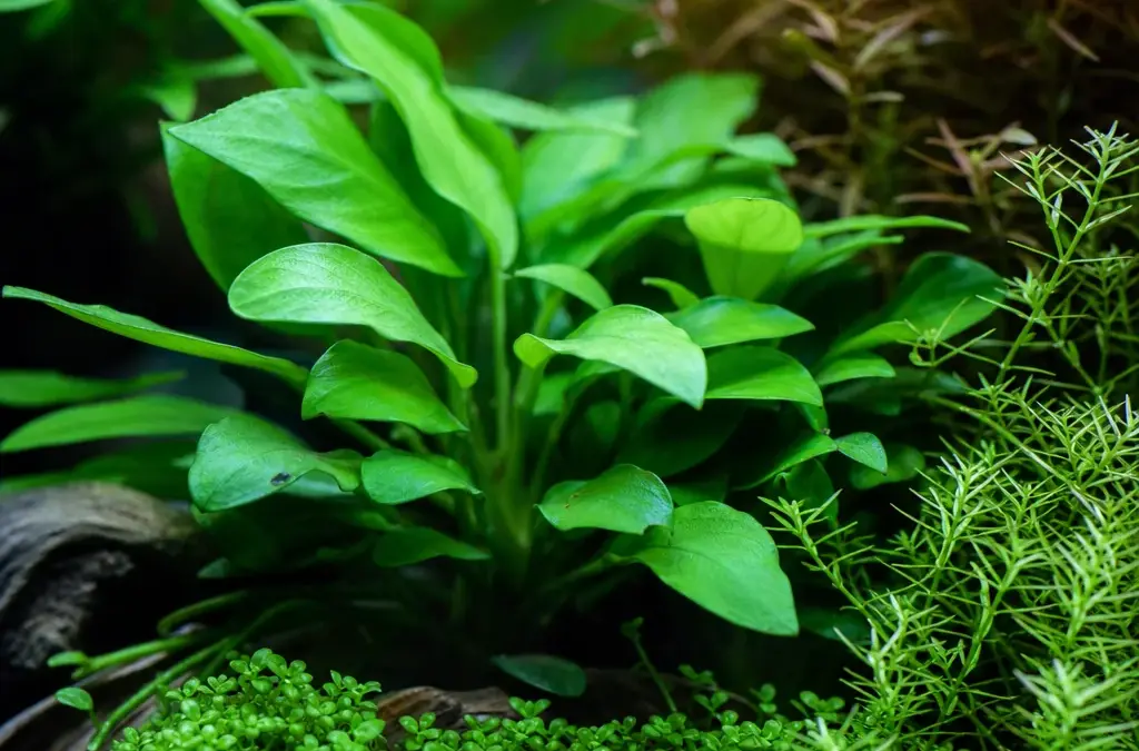 The Best Aquarium Plants for Beginners