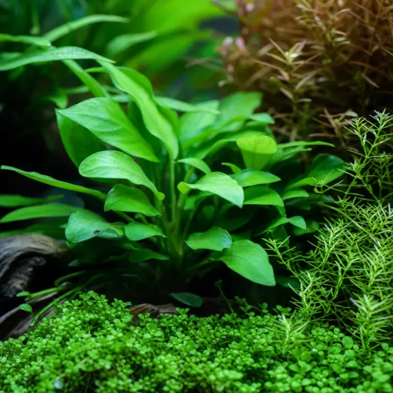 The Best Aquarium Plants for Beginners