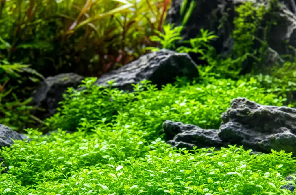 How to Grow a Carpet of Aquarium Plants