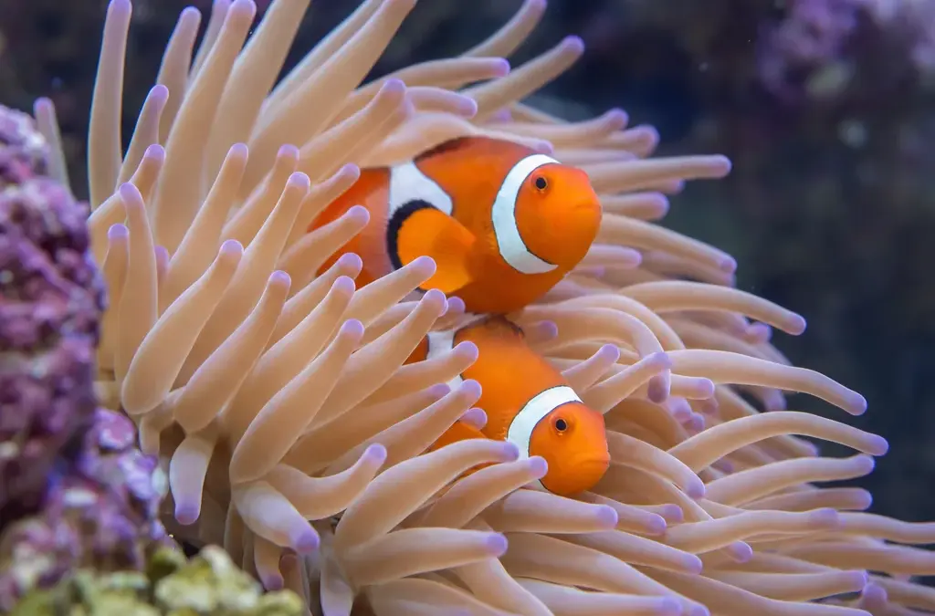 Clownfish Care: The Complete Guide