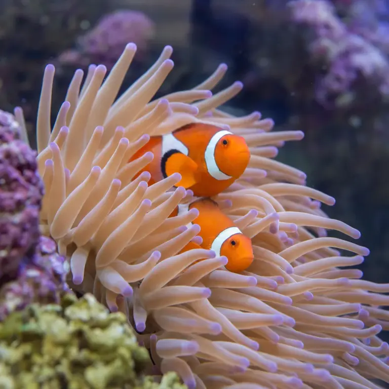 Clownfish Care: The Complete Guide