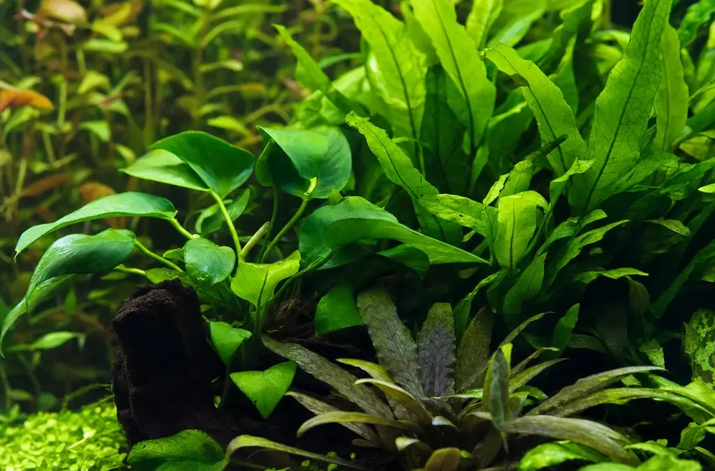 The Best Low-Light Aquarium Plants
