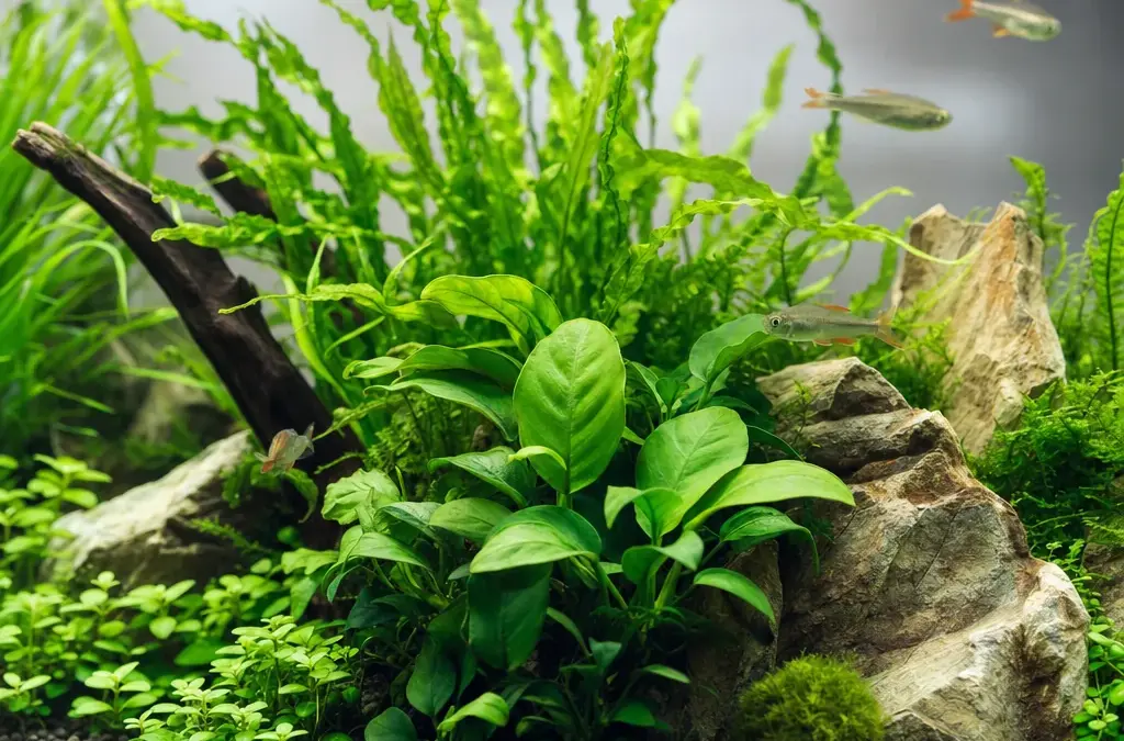 The Low-Tech Planted Tank: A Beginner’s Guide