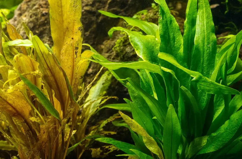 Why Are My Aquarium Plants Melting or Dying?