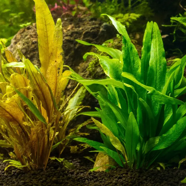 Why Are My Aquarium Plants Melting or Dying?