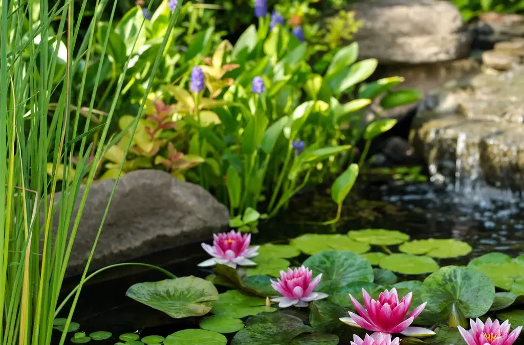 The Best Plants for a Backyard Pond