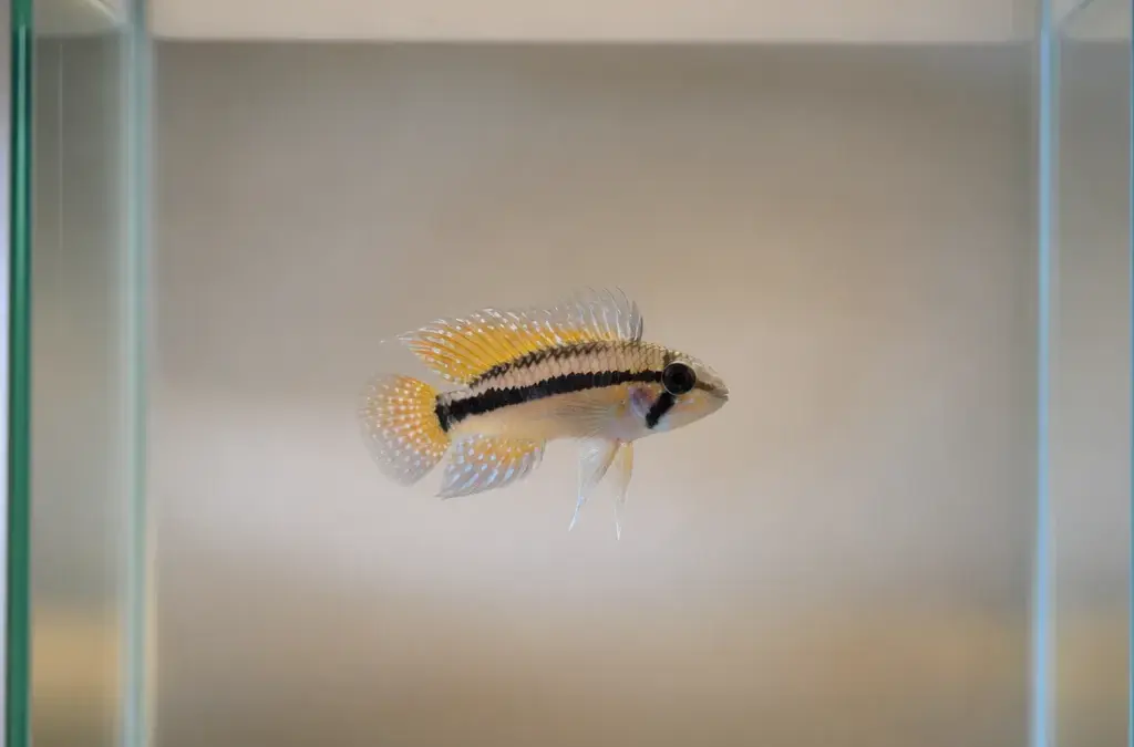 How to Quarantine New Fish (and Why It Matters)