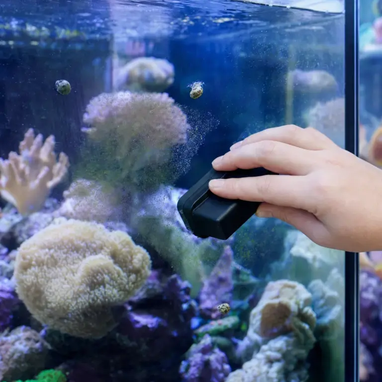 How to Control Algae in a Saltwater Tank