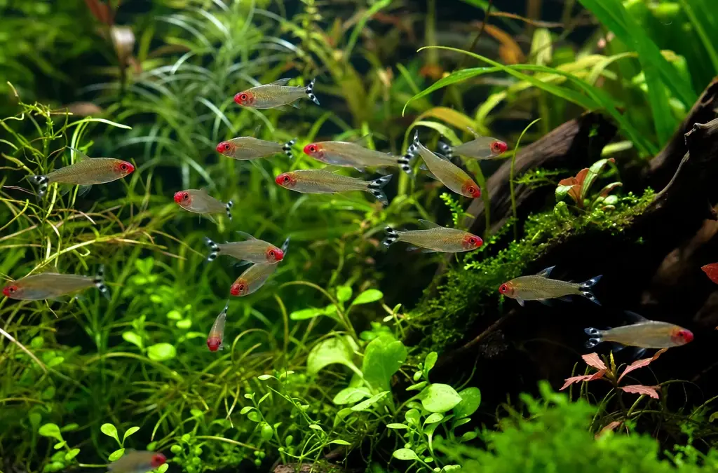 How Many Fish Can You Put in a Tank? A Stocking Guide