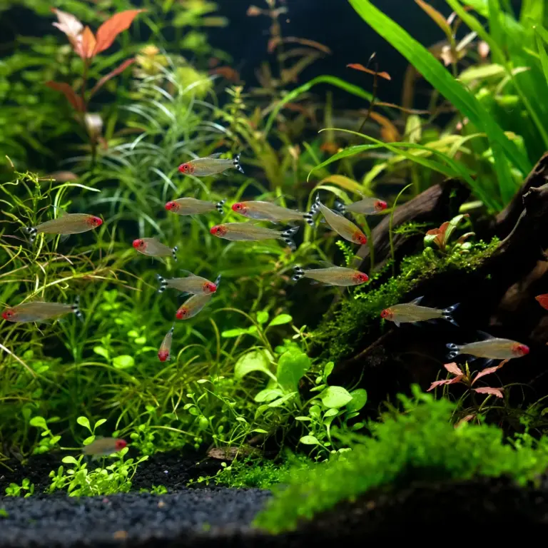 How Many Fish Can You Put in a Tank? A Stocking Guide
