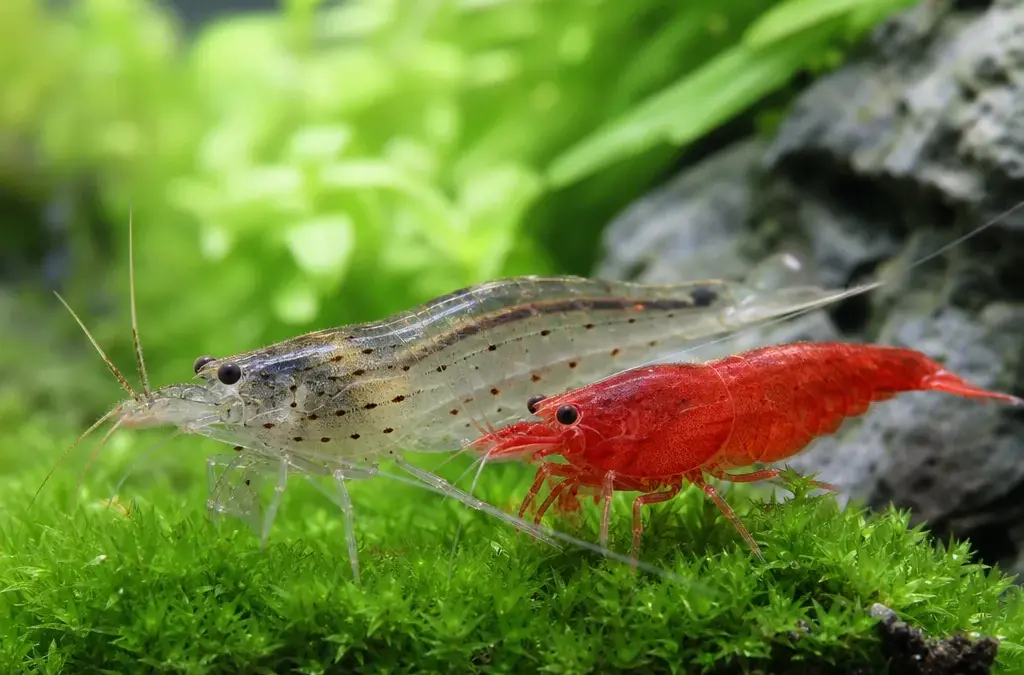 Amano Shrimp vs Cherry Shrimp: Which Is Better?