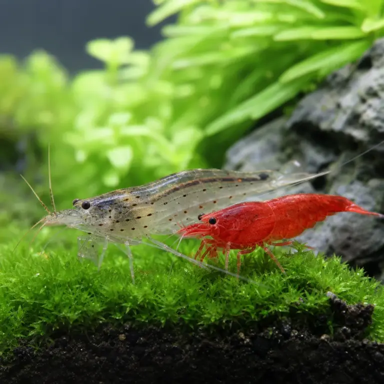 Amano Shrimp vs Cherry Shrimp: Which Is Better?