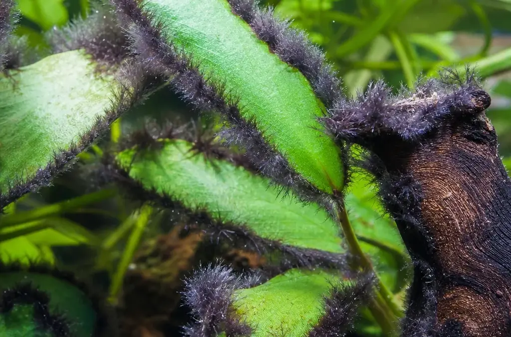 Black Beard Algae: How to Kill It for Good