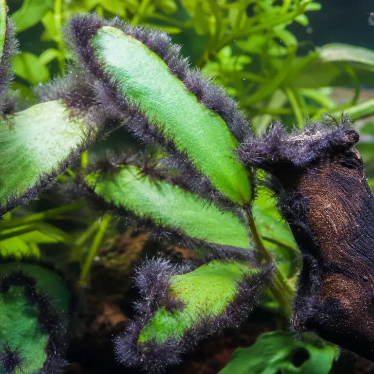 Black Beard Algae: How to Kill It for Good