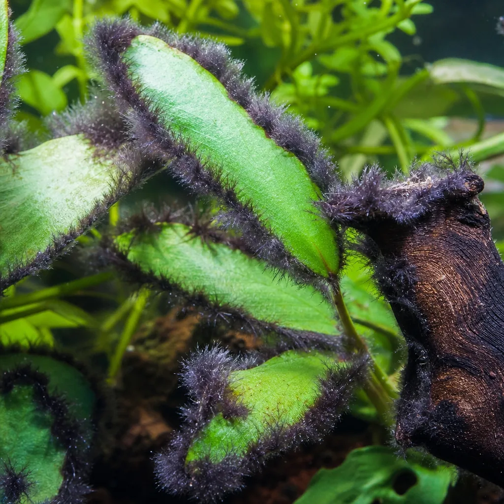 Black beard algae tufts on driftwood and plant edges
