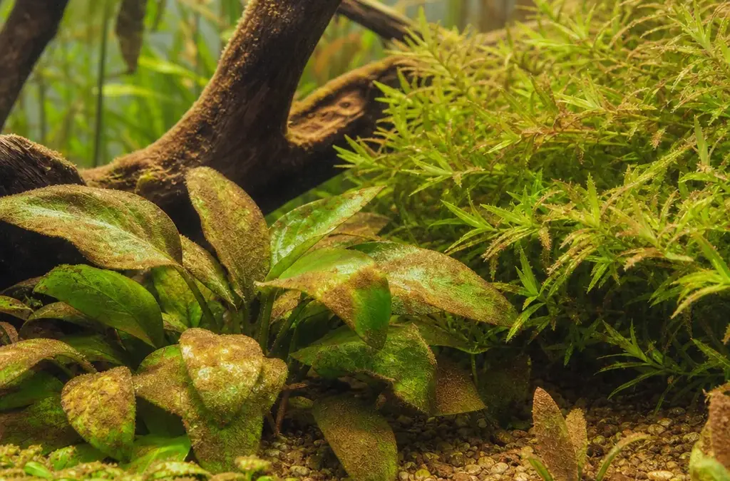 Brown Diatoms in a New Tank: Why and How to Fix It