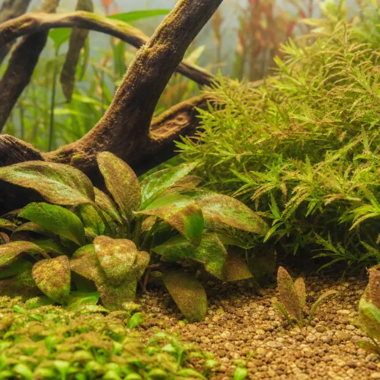 Brown Diatoms in a New Tank: Why and How to Fix It