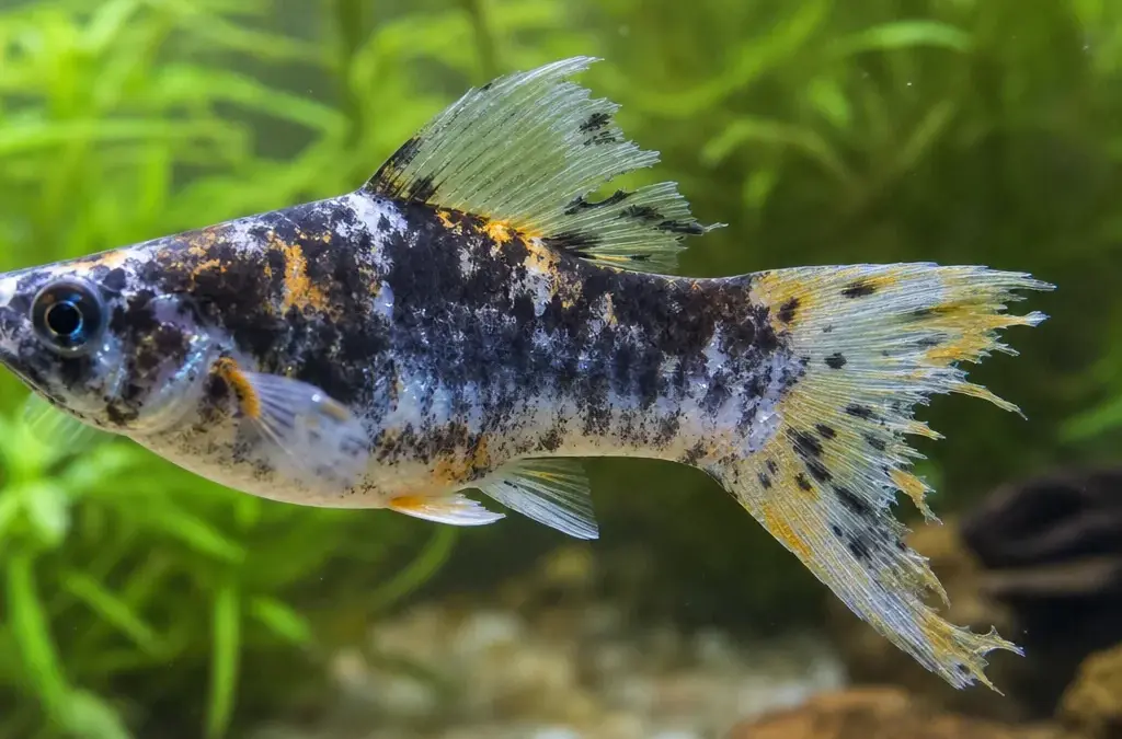 Fin Rot: How to Identify and Cure It Fast