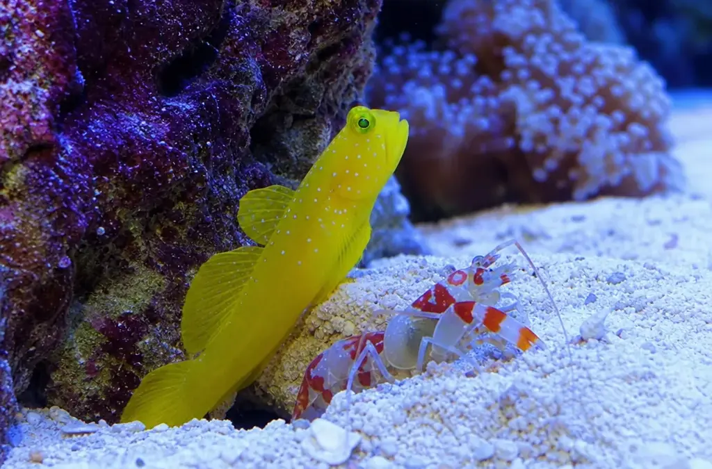 Goby and Pistol Shrimp Pairing Guide