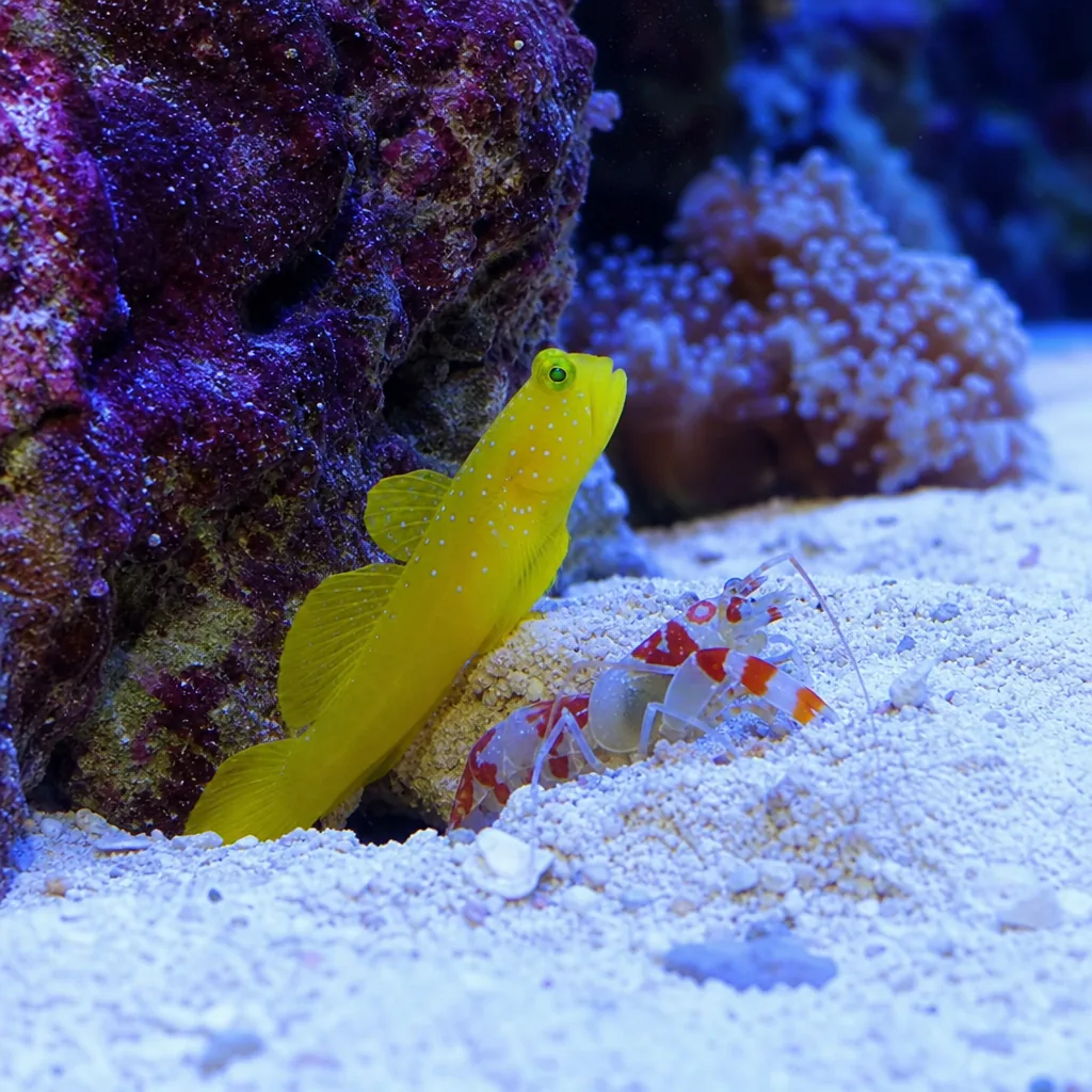 A watchman goby and pistol shrimp sharing a sandy reef burrow