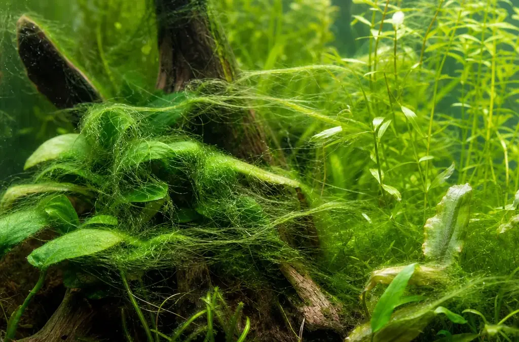 How to Beat Green Hair Algae in a Planted Tank