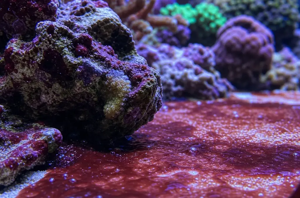 How to Cure Cyanobacteria (Red Slime) in Saltwater